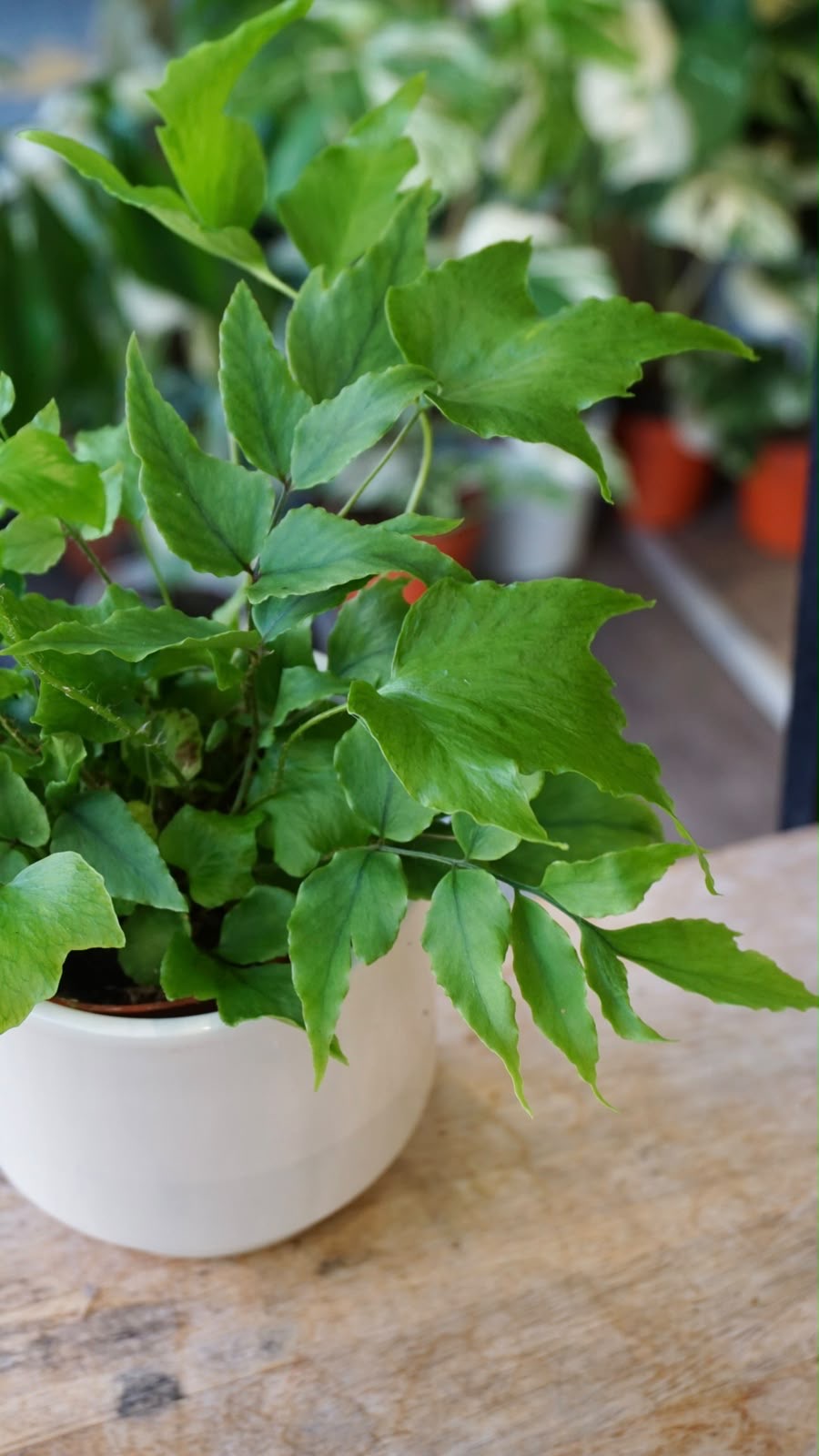 Cyrtomium fortunei 'Clivicola' studio plantes rares jungle jardinerie strasbourg rare plant shop online pflanzen fern leaf