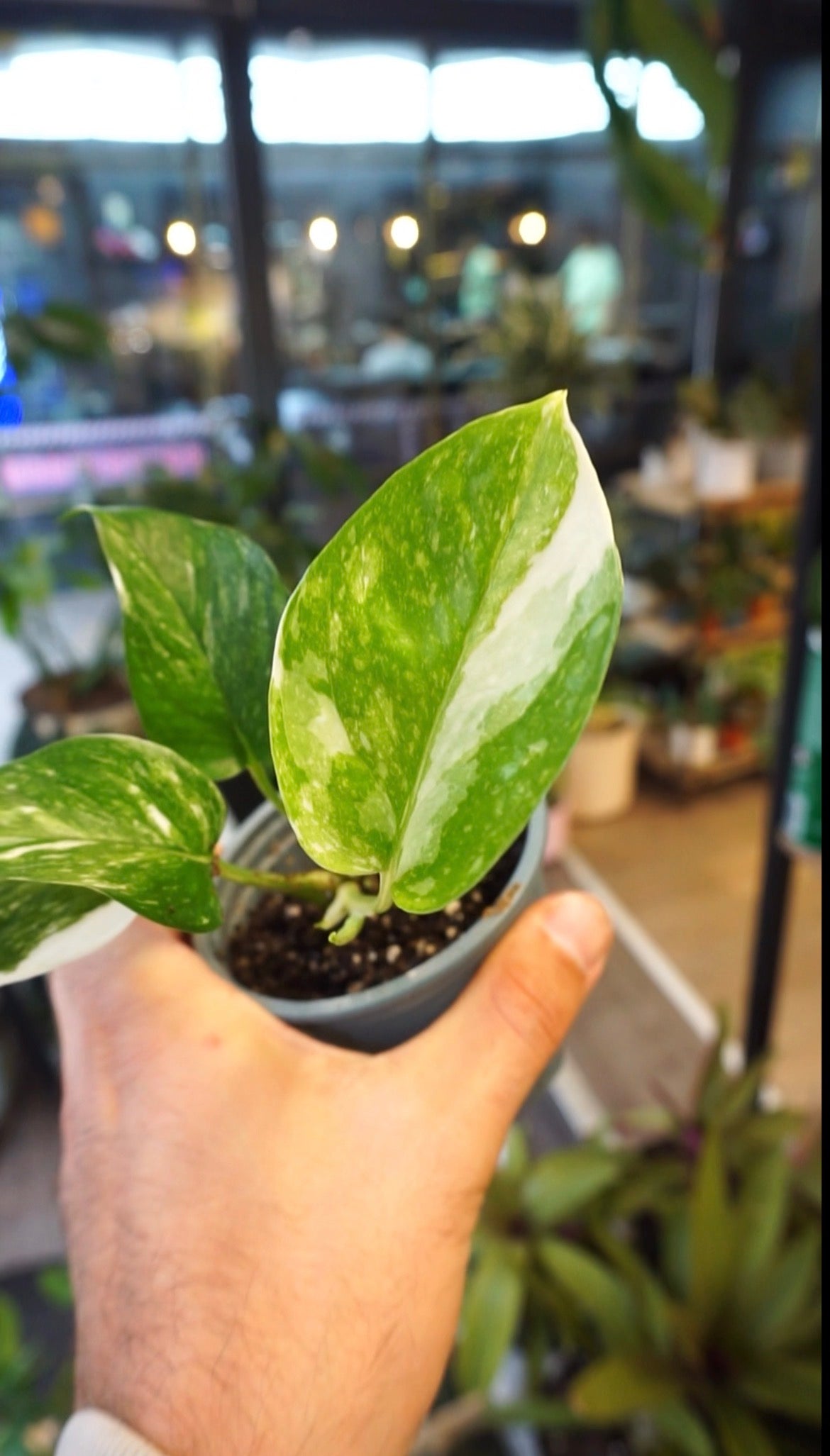 Epipremnum Colorado Constellation
