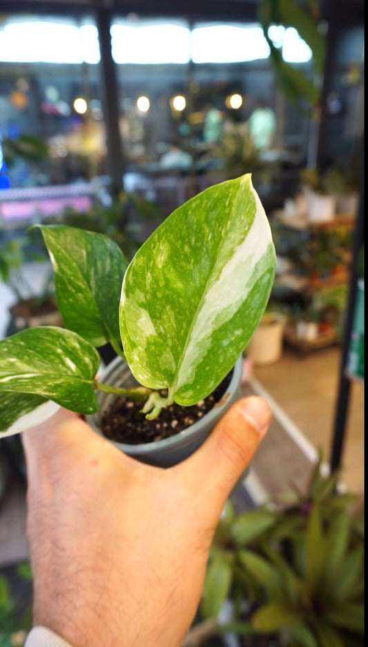 Epipremnum Colorado Constellation