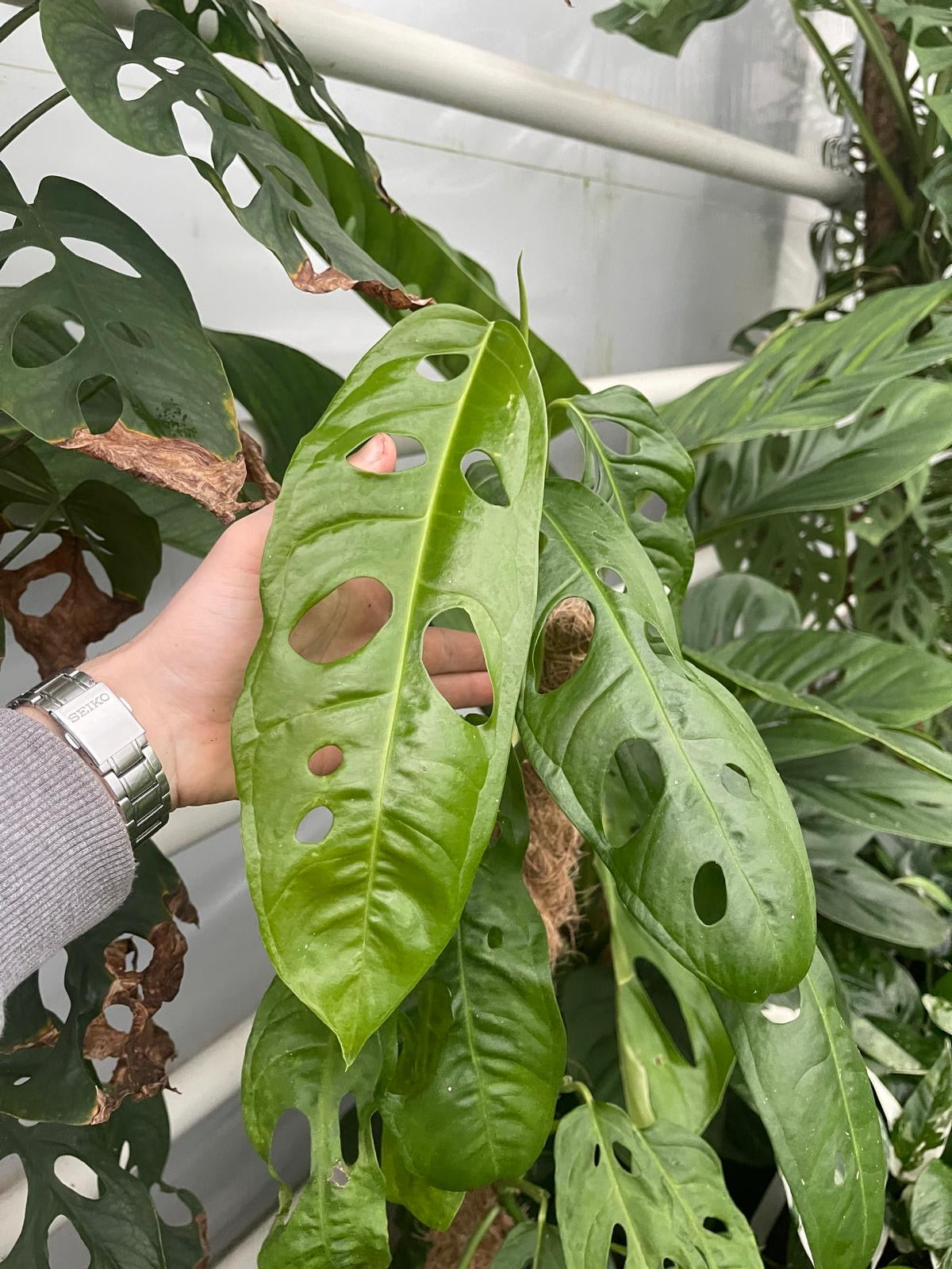 Monstera Amazonas
