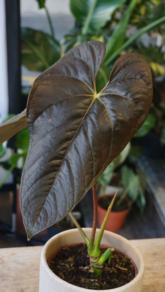 Anthurium Moodeanum studio plantes rares jungle jardinerie strasbourg rare plant shop online pflanzen