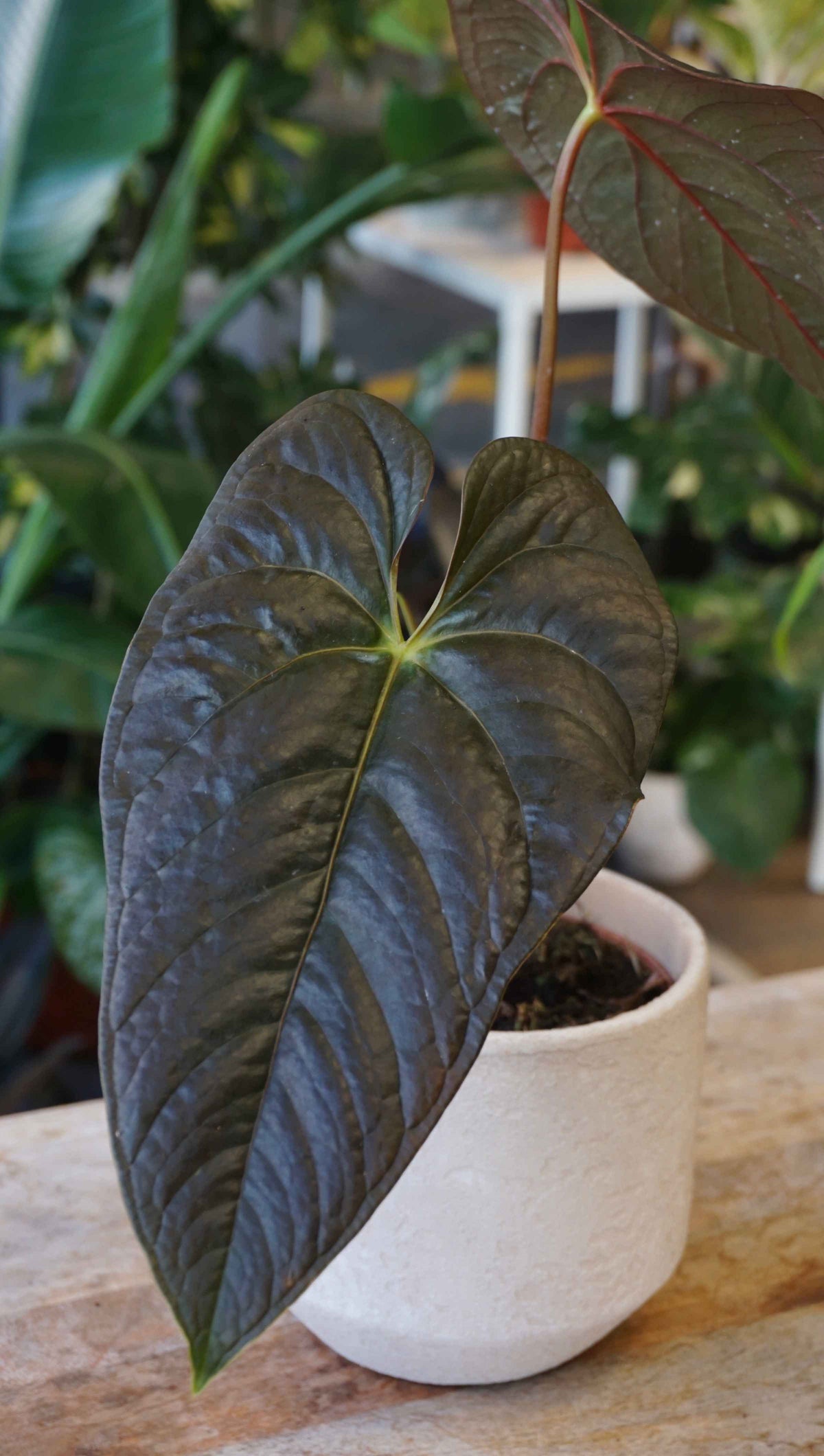 Anthurium Moodeanum