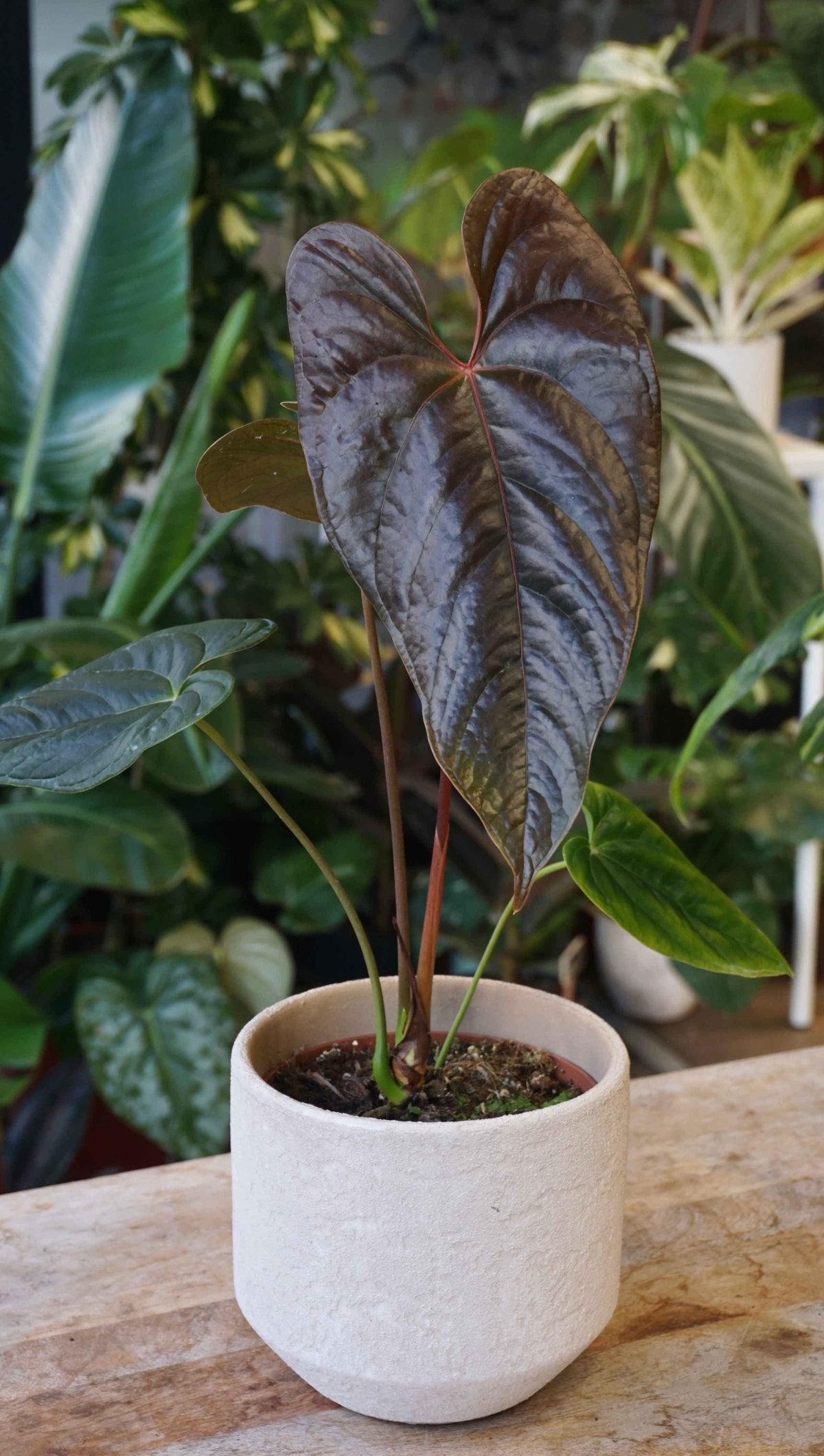 Anthurium Moodeanum studio plantes rares jungle jardinerie strasbourg rare plant shop online pflanzen