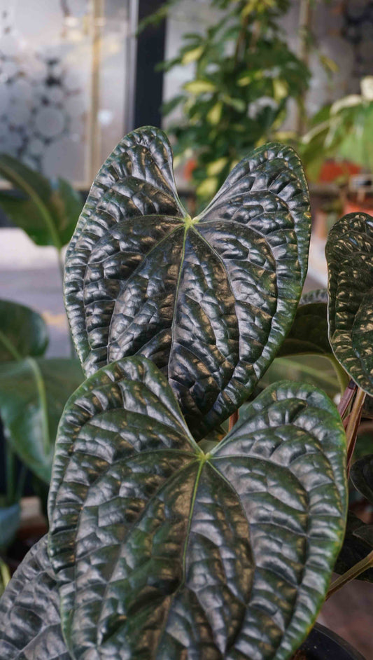 anthurium luxurians mature xxl big studio plantes rares jungle jardinerie strasbourg rare plant shop online pflanzen