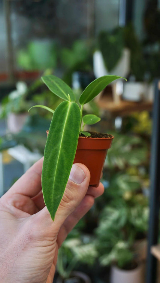 Anthurium Warocqueanum Baby studio plantes rares jungle jardinerie strasbourg rare plant shop online pflanzen