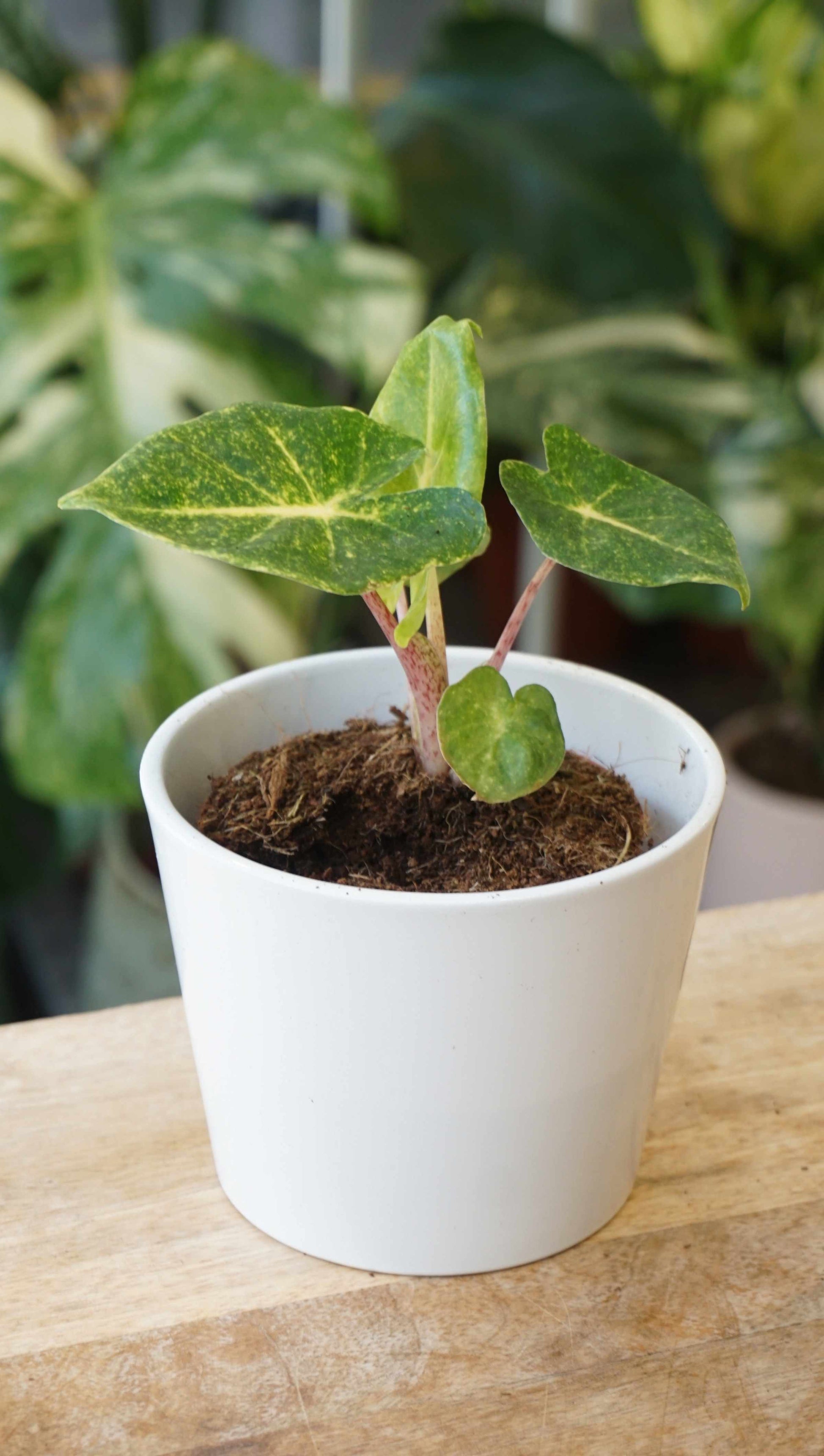 Alocasia New Guinea Gold studio plantes rares jungle jardinerie strasbourg rare plant shop online pflanzen