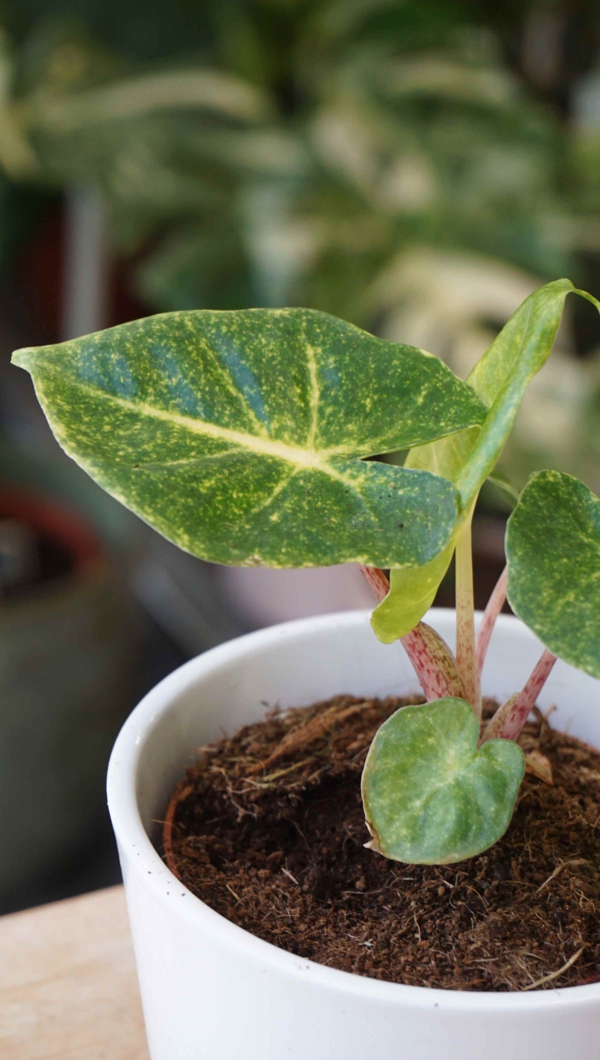 Alocasia New Guinea Gold studio plantes rares jungle jardinerie strasbourg rare plant shop online pflanzen
