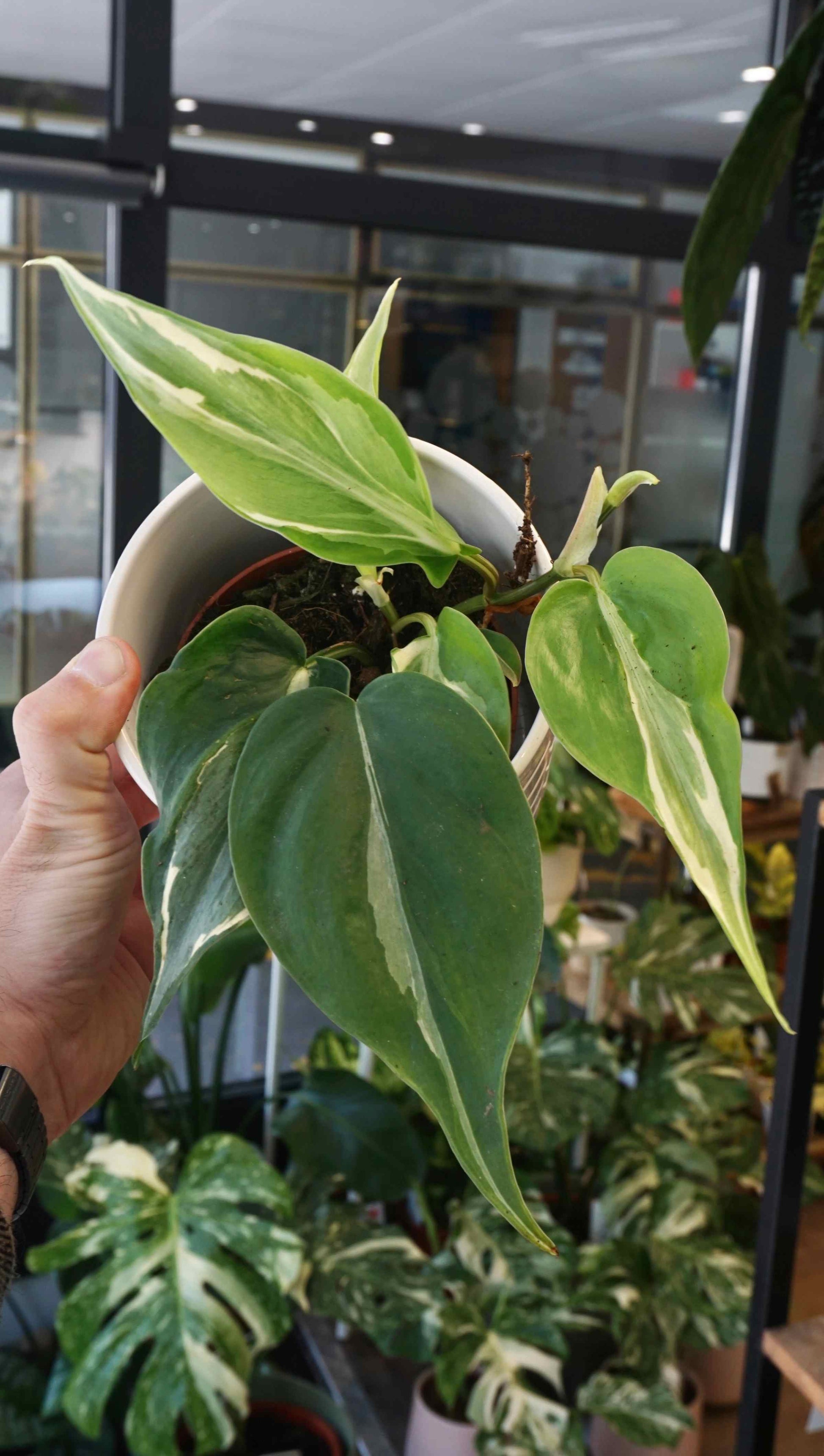 Philodendron Rio studio plantes rares jungle jardinerie strasbourg rare plant shop online pflanzen angle additionnel