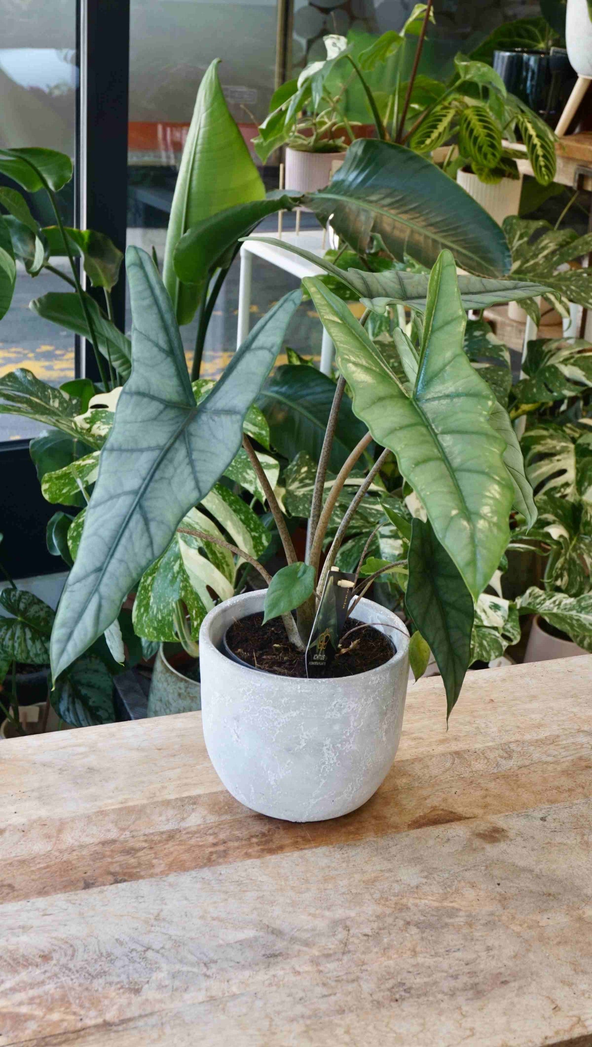 Alocasia Dragon Breath studio plantes rares jungle jardinerie strasbourg rare plant shop online pflanzen
