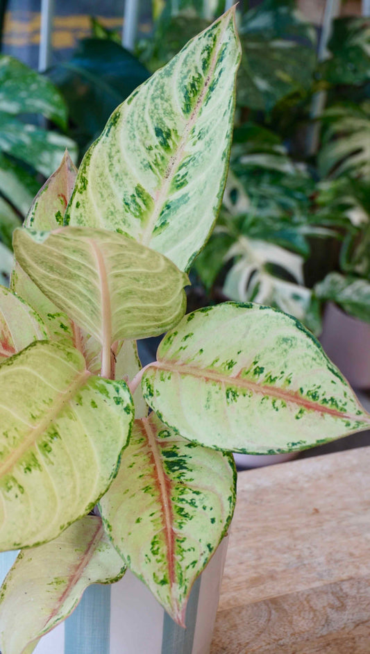 Aglaonema Chartreuse Pretty studio plantes rares jungle jardinerie strasbourg rare plant shop online pflanzen