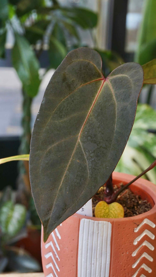 Anthurium Belgian Treat studio plantes rares jungle jardinerie strasbourg rare plant shop online pflanzen captain aroid hybrid