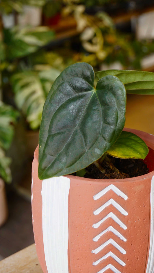 Anthurium Thaizan Love studio plantes rares jungle jardinerie strasbourg rare plant shop online pflanzen captain aroid hybrid