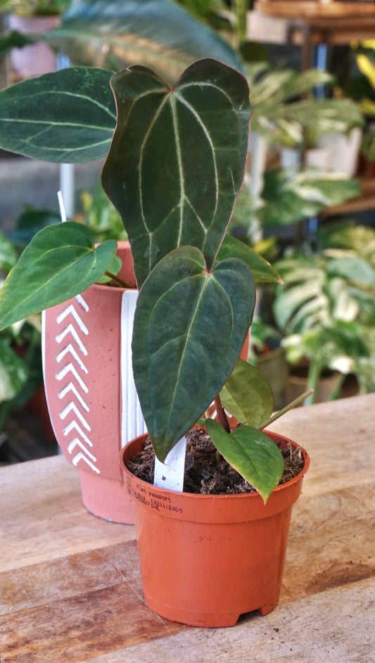 Anthurium Old Sould studio plantes rares jungle jardinerie strasbourg rare plant shop online pflanzen captain aroid hybrid