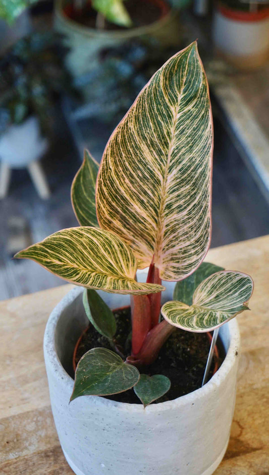 Philodendron Pink Bikini Birkin Studio Plantes rares jungle jardinerie strasbourg rare plant shop online pflanzen germany