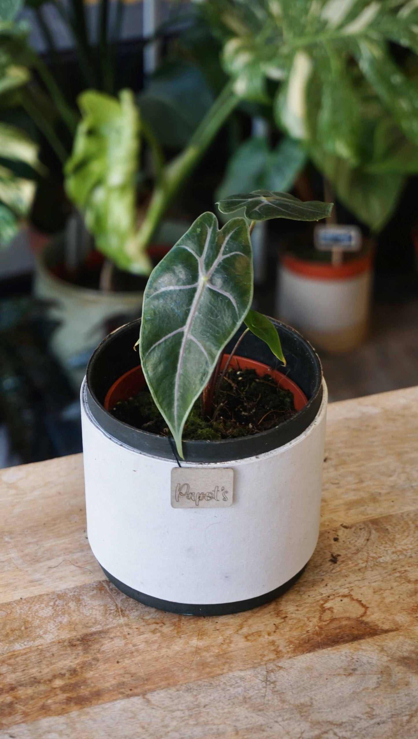 Alocasia Suhirmaniana Purple studio plantes rares jungle jardinerie strasbourg rare plant shop onlone pflanzen