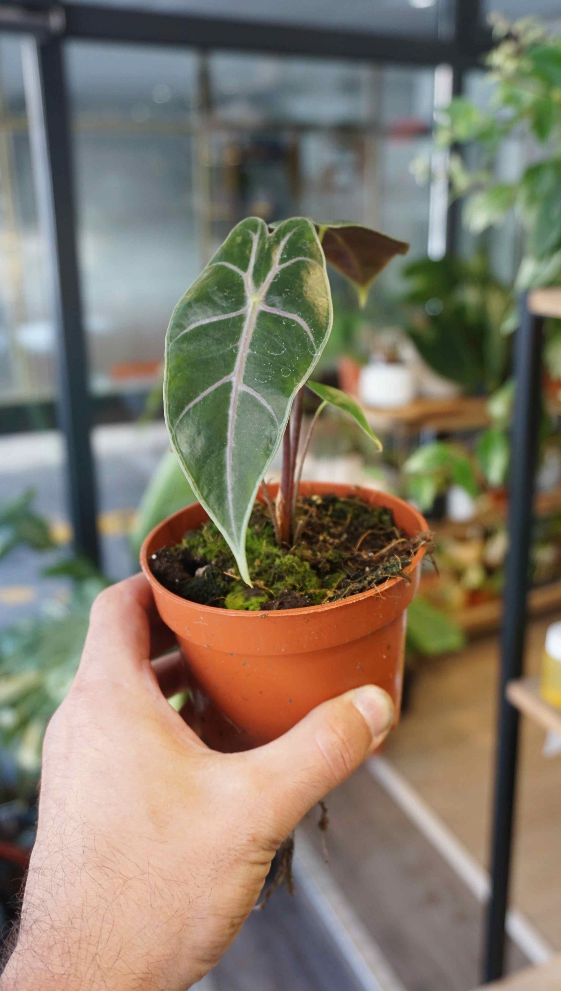 Alocasia Suhirmaniana Purple studio plantes rares jungle jardinerie strasbourg rare plant shop onlone pflanzen in hand