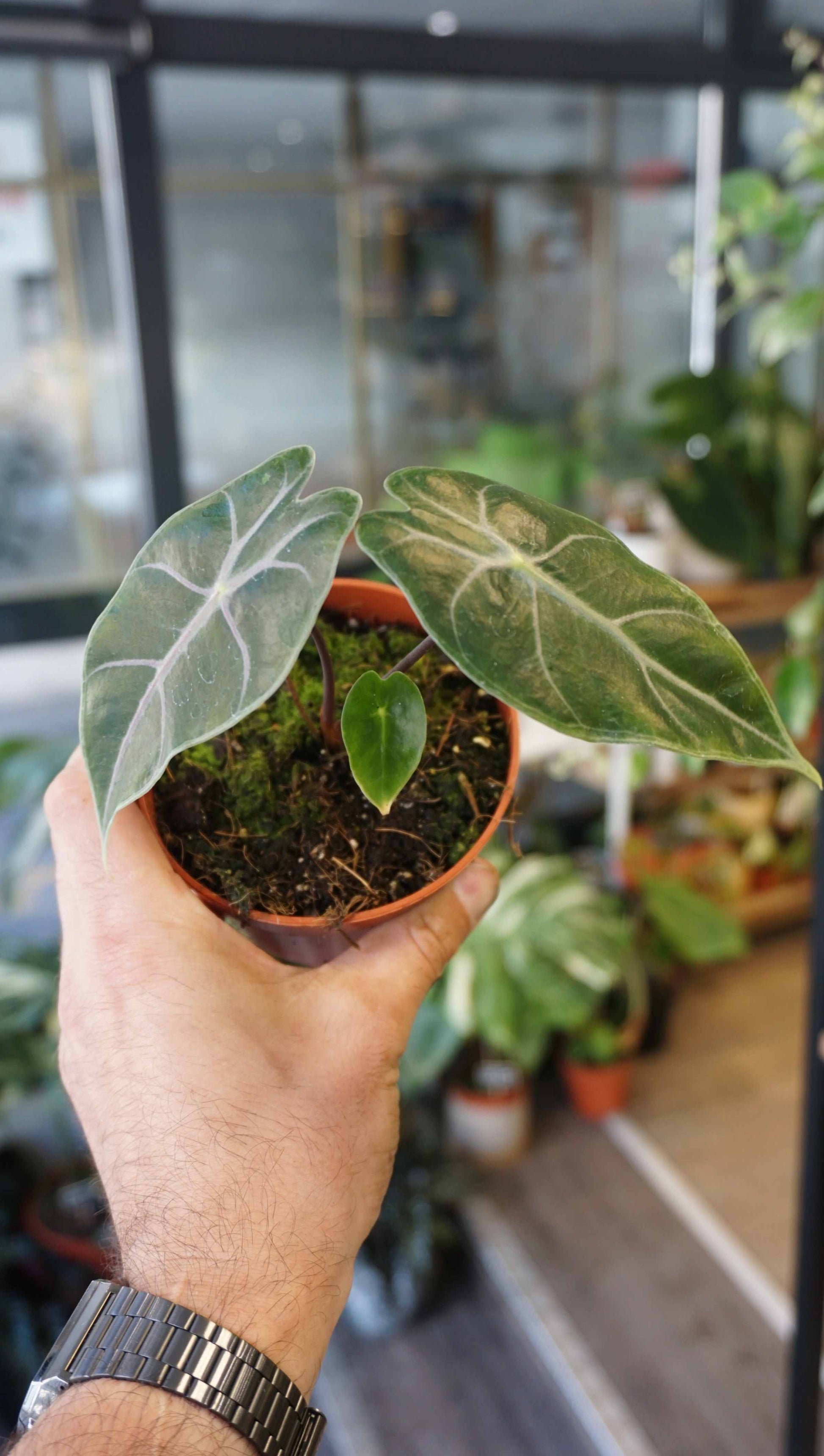 Alocasia Suhirmaniana Purple studio plantes rares jungle jardinerie strasbourg rare plant shop onlone pflanzen all leaves