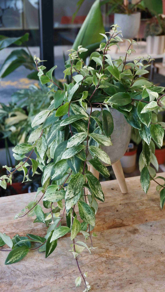 Aeschynanthus Lobbianus Variegata studio plantes rares jungle jardinerie strasbourg rare plant shop online pflanzen