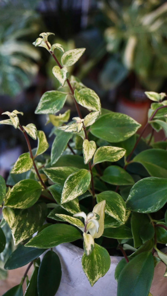 Aeschynanthus Lobbianus Variegata studio plantes rares jungle jardinerie strasbourg rare plant shop online pflanzen