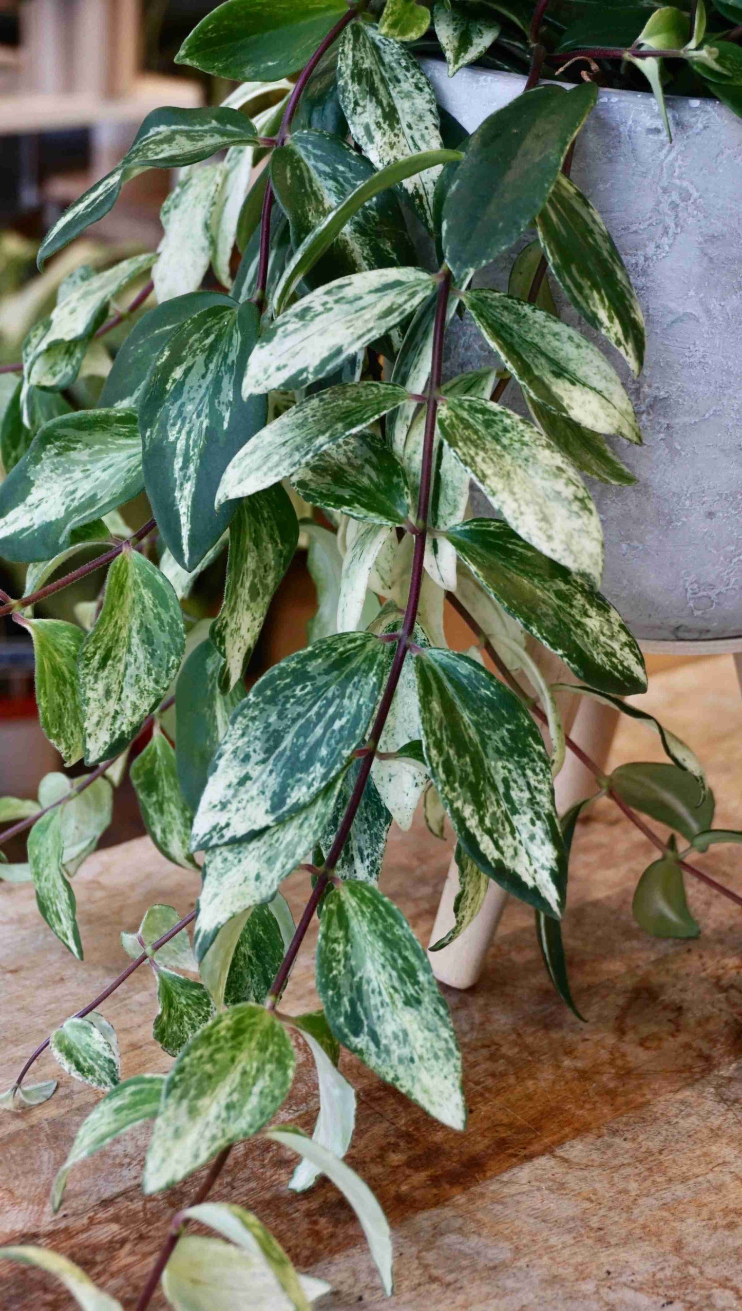 Aeschynanthus Lobbianus Variegata studio plantes rares jungle jardinerie strasbourg rare plant shop online pflanzen