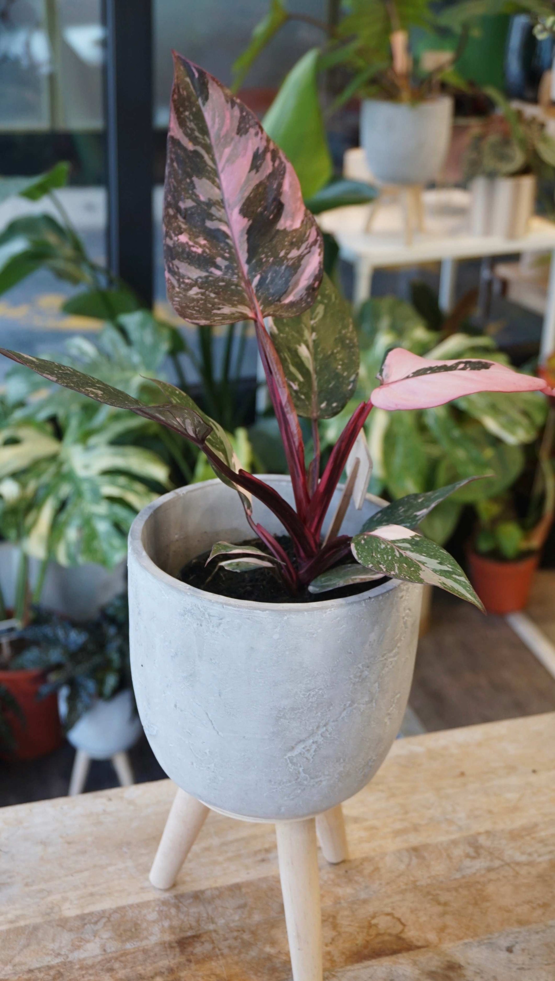 Philodendron Pink Princess Marble studio plantes rares jungle jardinerie boutique strasbourg rare plant shop online pflanzen