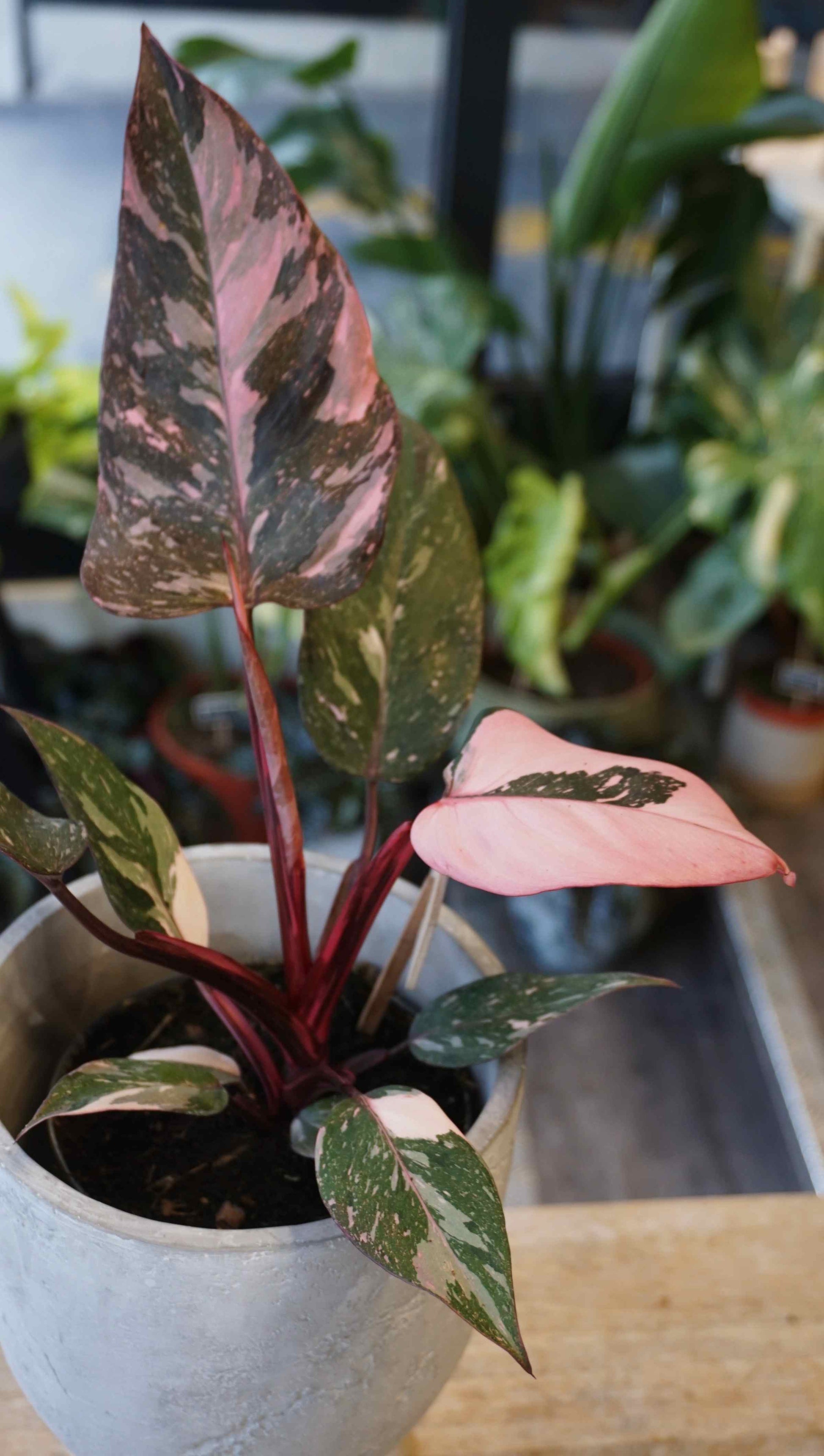 Philodendron Pink Princess Marble studio plantes rares jungle jardinerie boutique strasbourg rare plant shop online pflanzen leaf zoom