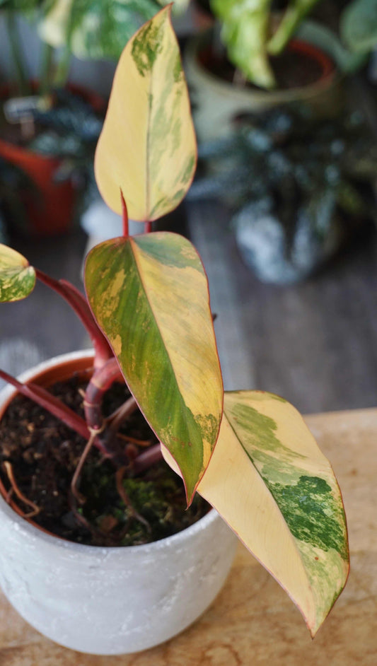 Philodendron Strawberry Shake