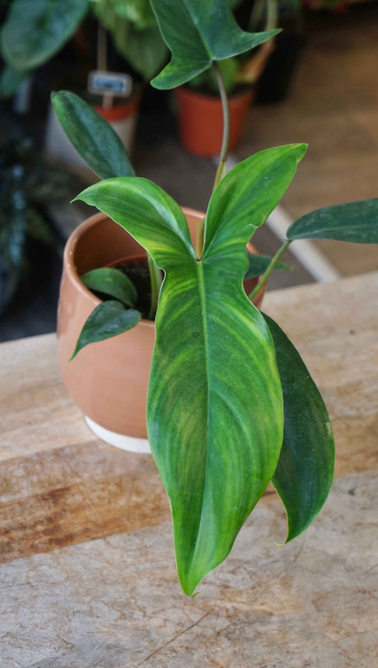 Philodendron 96860 studio plantes rares jungle jardinerie strasbourg rare plant shop online pflanzen germany