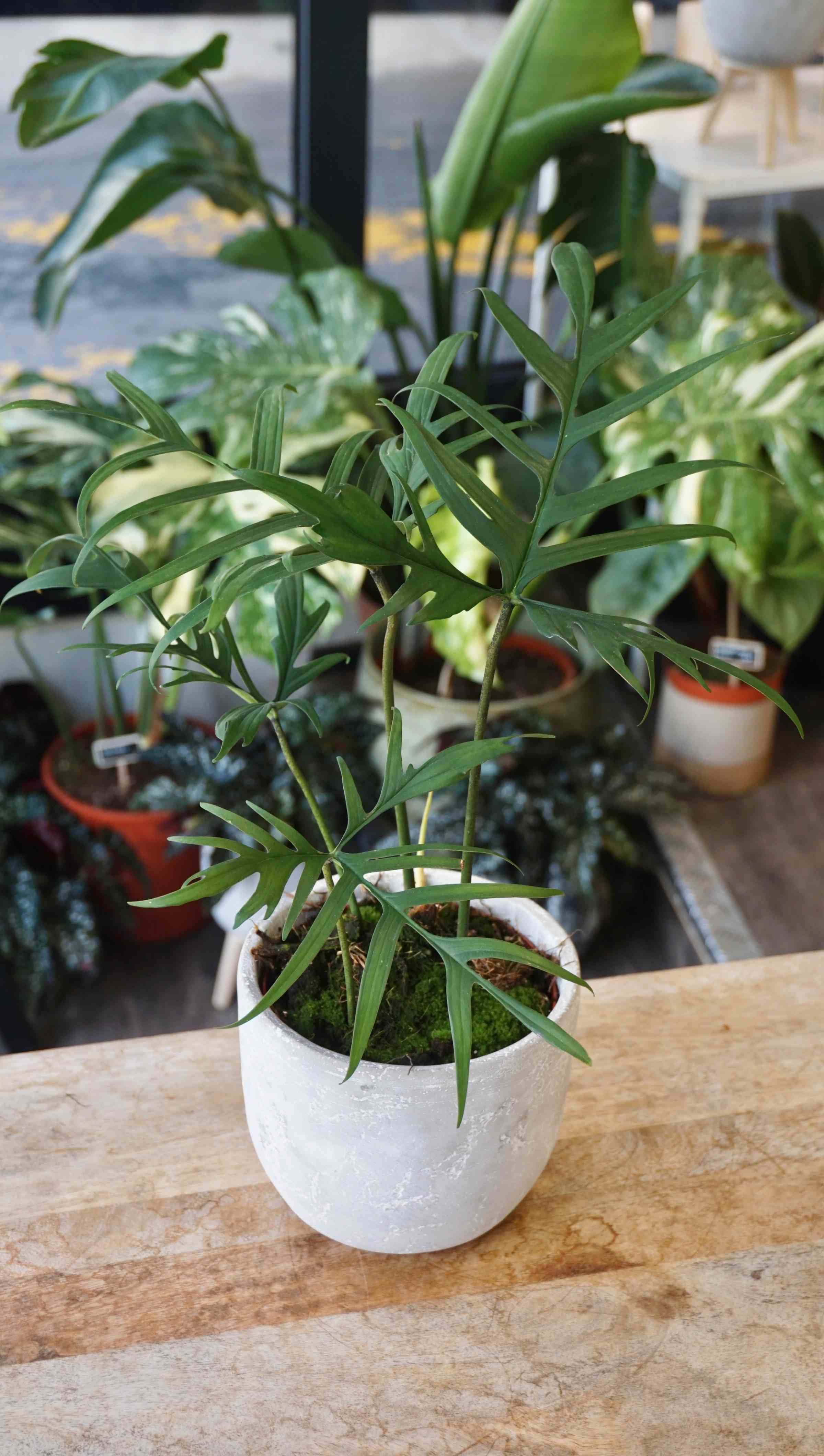 philodendron polypodioides Philodendron Polypodioides – Studio Plantes