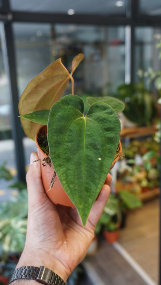 Anthurium Papillilaminum studio plantes rares jungle jardinerie strasbourg rare plant shop online pflanzen