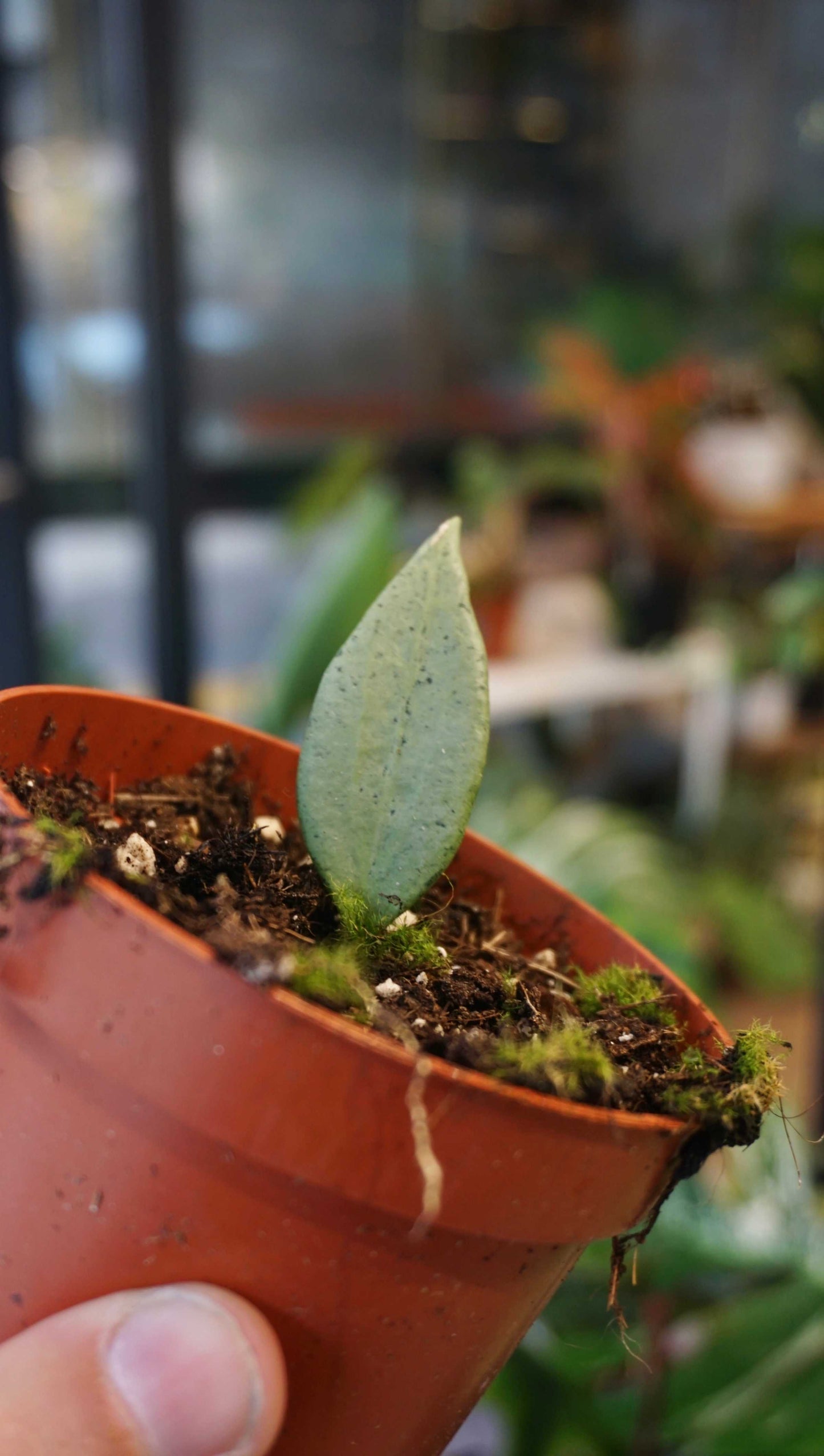 Hoya New Guinea Ghost studio plantes rares jungle jardinerie strasbourg rare plant shop online pflanzen