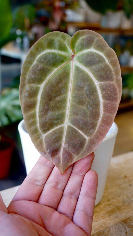 Anthurium Besseae aff x Zara x Michelle studio plantes rares jungle jardinerie strasbourg rare plant shop online pflanzen