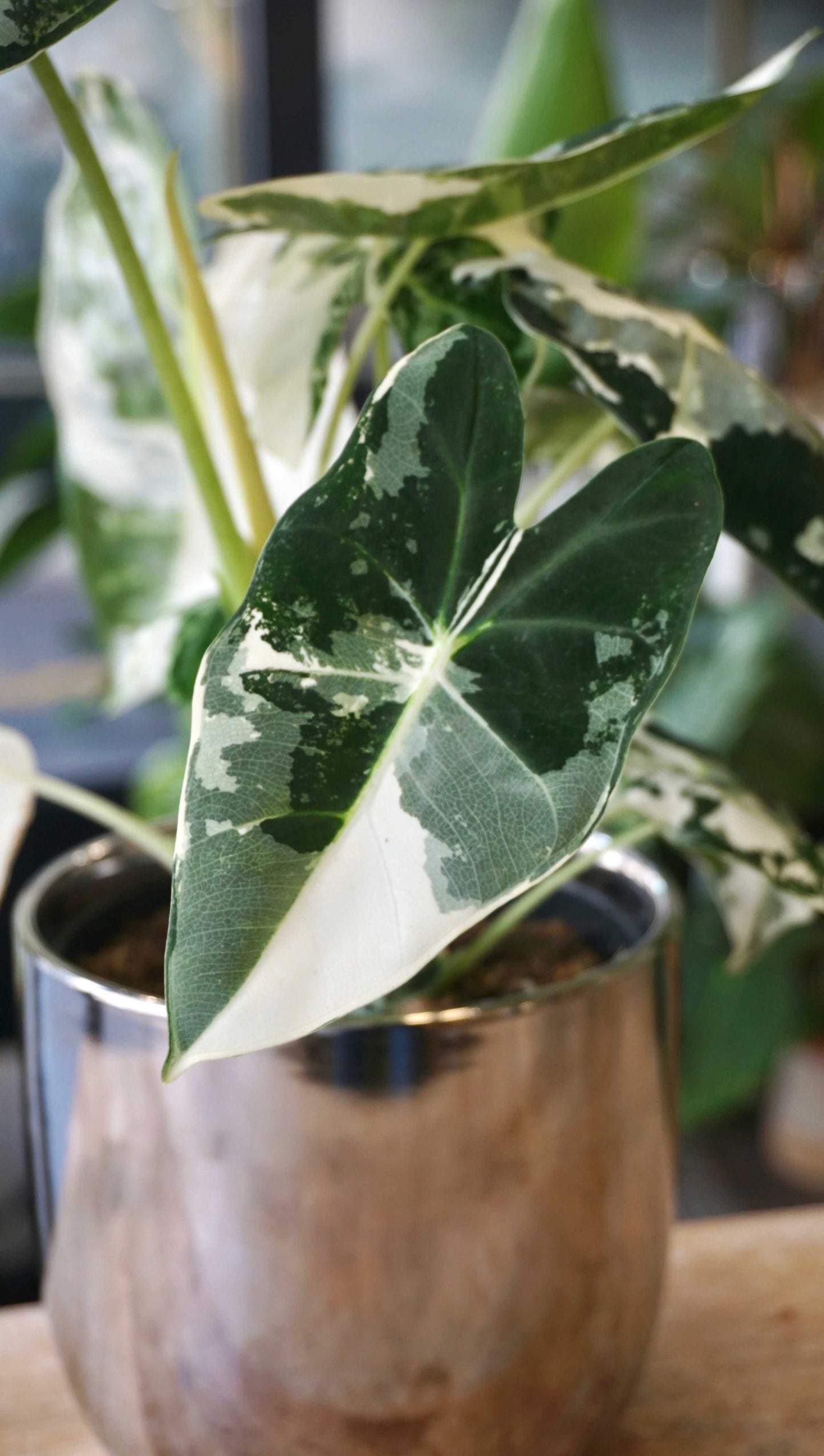 Alocasia Frydek Variegata (L)