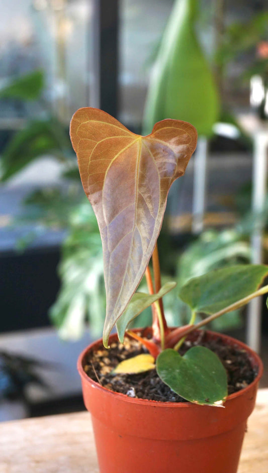 Anthurium Drewsy Horizon captain aroid studio plantes rares jungle jardinerie strasbourg rare plant shop online pflanzen