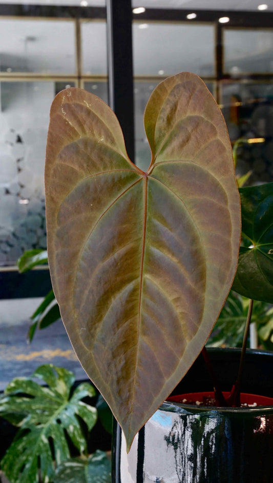 Anthurium Bluesy Horizon captain aroid studio plantes rares hybrid nigrolaminum ace of spades jungle jardinerie strasbourg rare plant shop online pflanzen