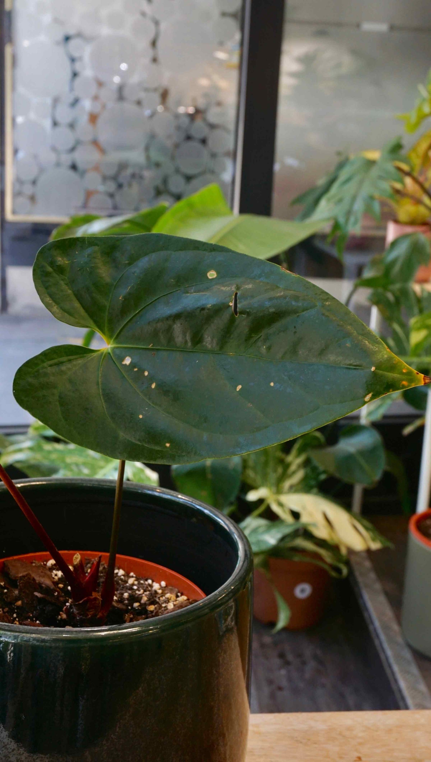 Anthurium Bluesy Horizon (batch)