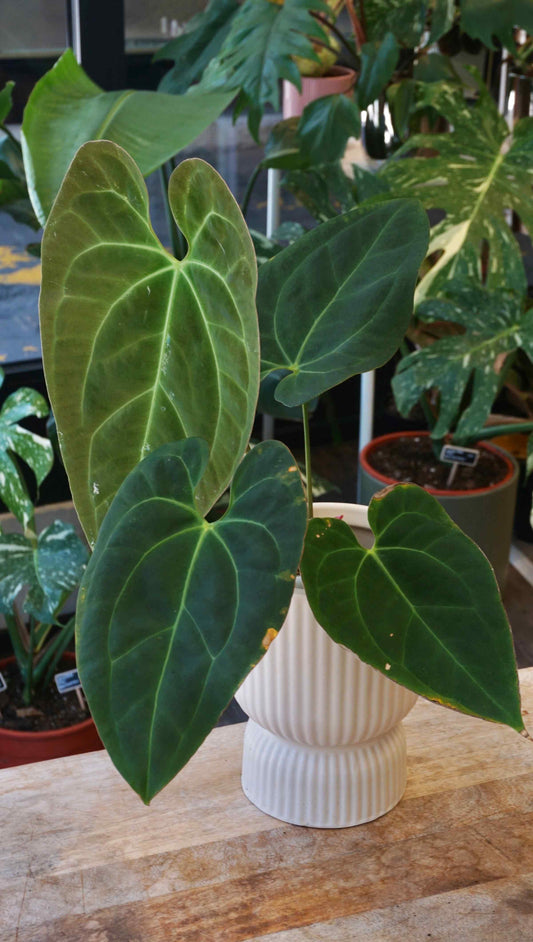 Anthurium Weeping Angel studio plantes rares jungle jardinerie strasbourg rare plant shop online pflanzen captain aroid hybrid