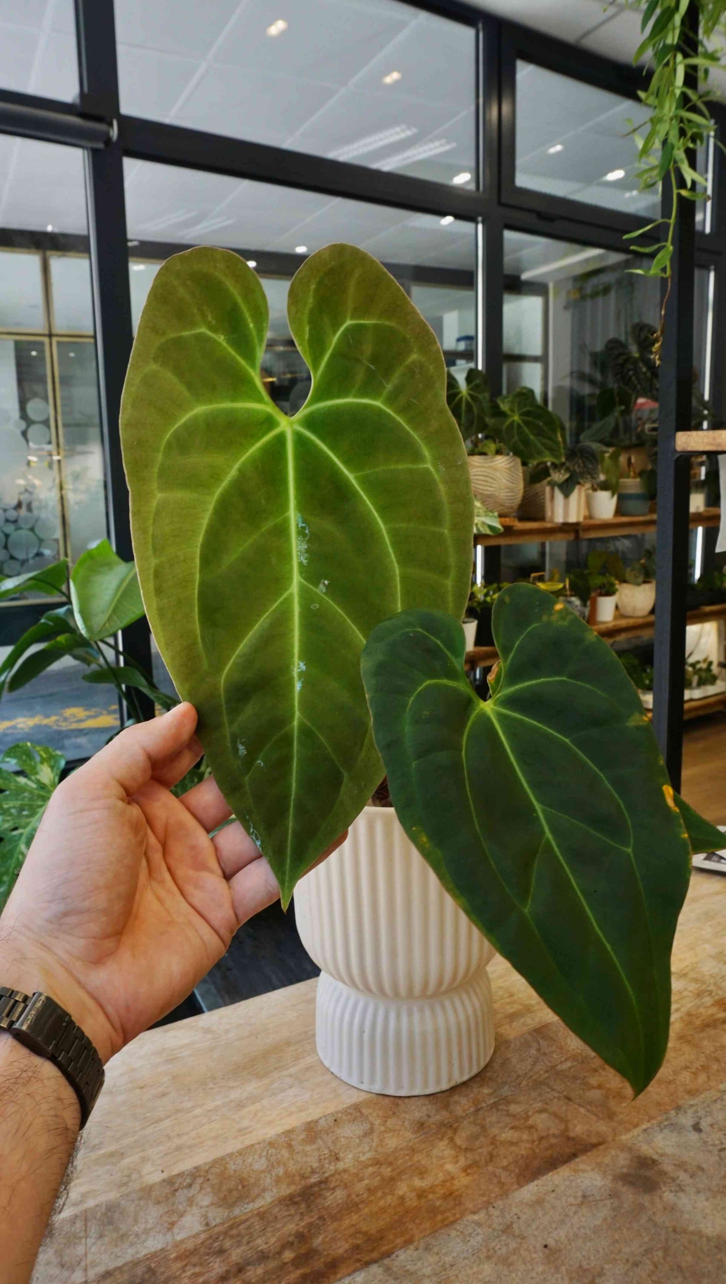 Anthurium Weeping Angel studio plantes rares jungle jardinerie strasbourg rare plant shop online pflanzen captain aroid hybrid