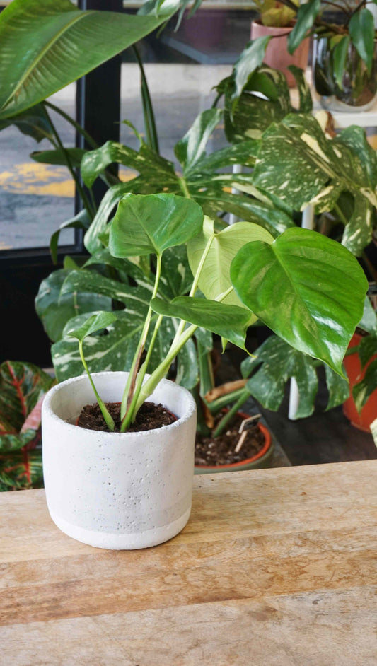 Monstera Sierrana Mexican Form studio plantes rares jungle jardinerie strasbourg rare plant shop online pflanzen