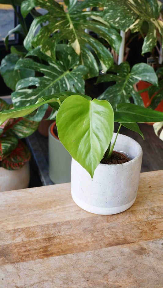 Monstera Sierrana Mexican Form studio plantes rares jungle jardinerie strasbourg rare plant shop online pflanzen