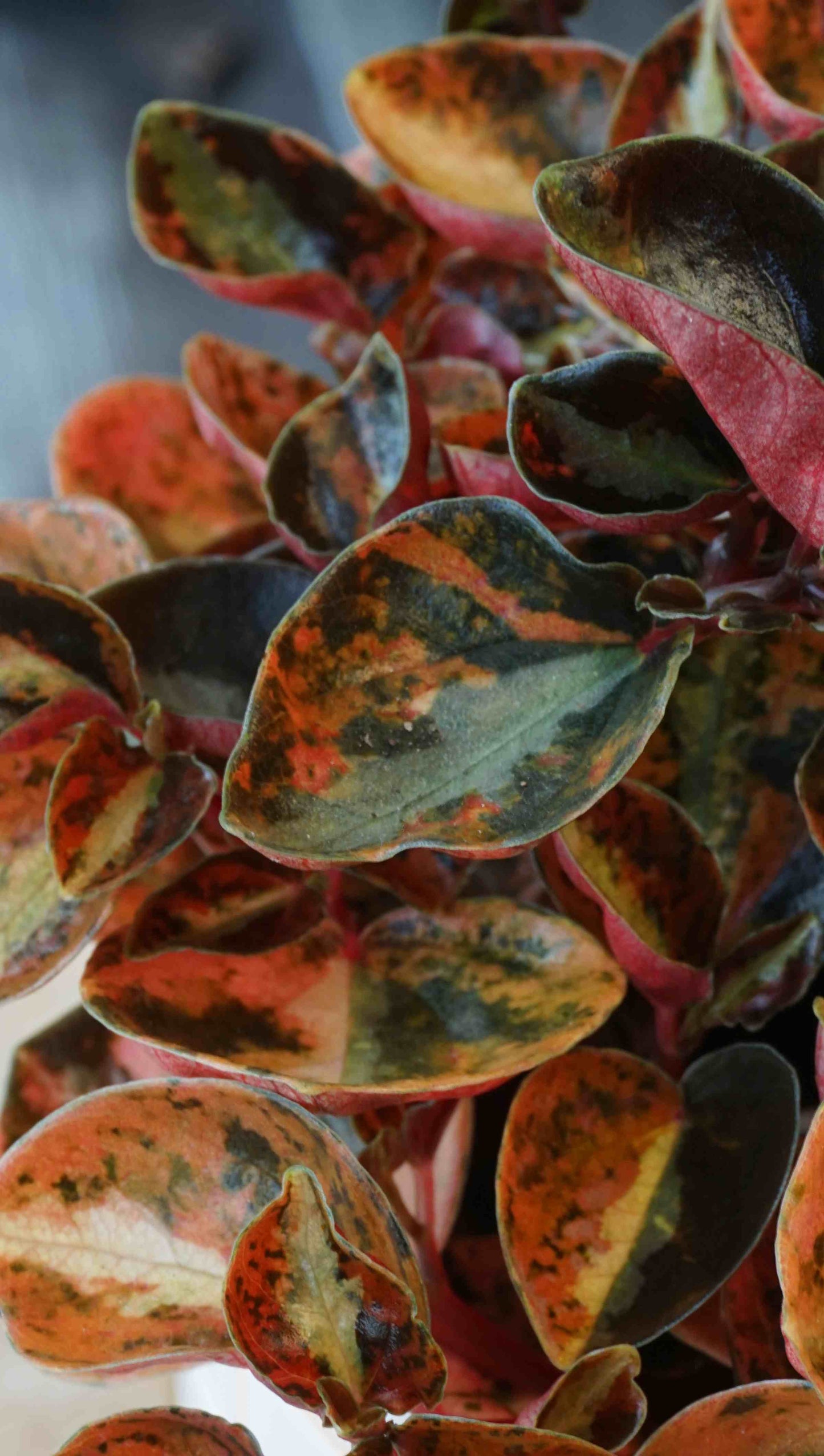 Peperomia Creme Brulee studio plantes rares jungle jardinerie strasbourg rare plant shop online pflanzen