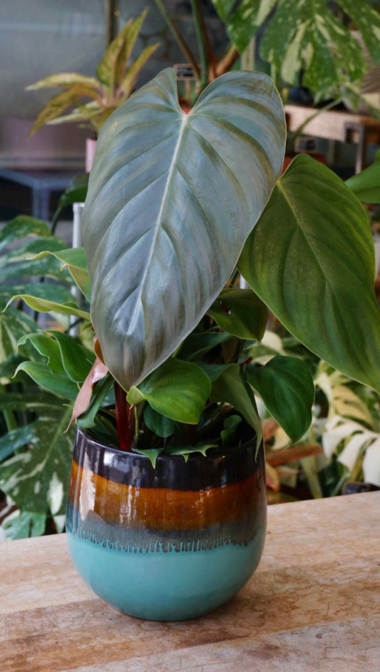 Philodendron Lynamii studio plantes rares jungle jardinerie strasbourg rare plant shop online pflanzen