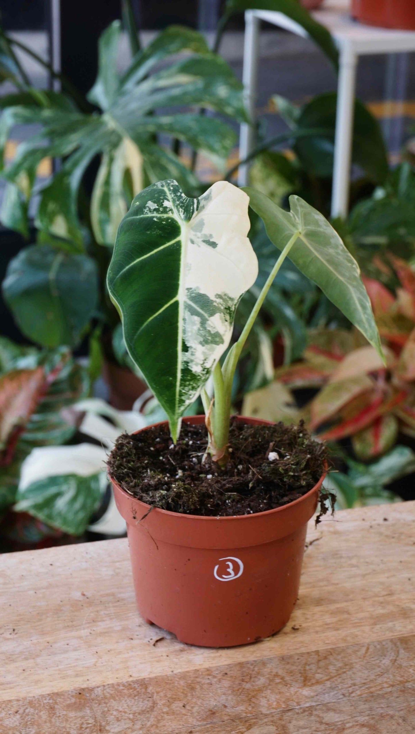 alocasia frydek variegata studio plantes rares jungle jardinerie strasbourg rare plant shop online pflanzen