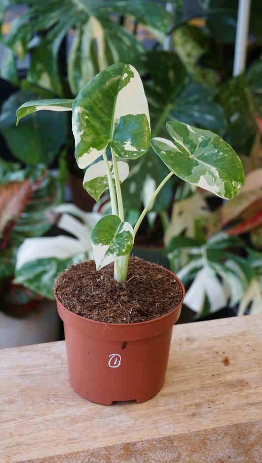 Alocasia Macrorrhiza Albo Variegata studio plantes rares jungle jardinerie strasbourg rare plant shop online pflanzen specimen 1