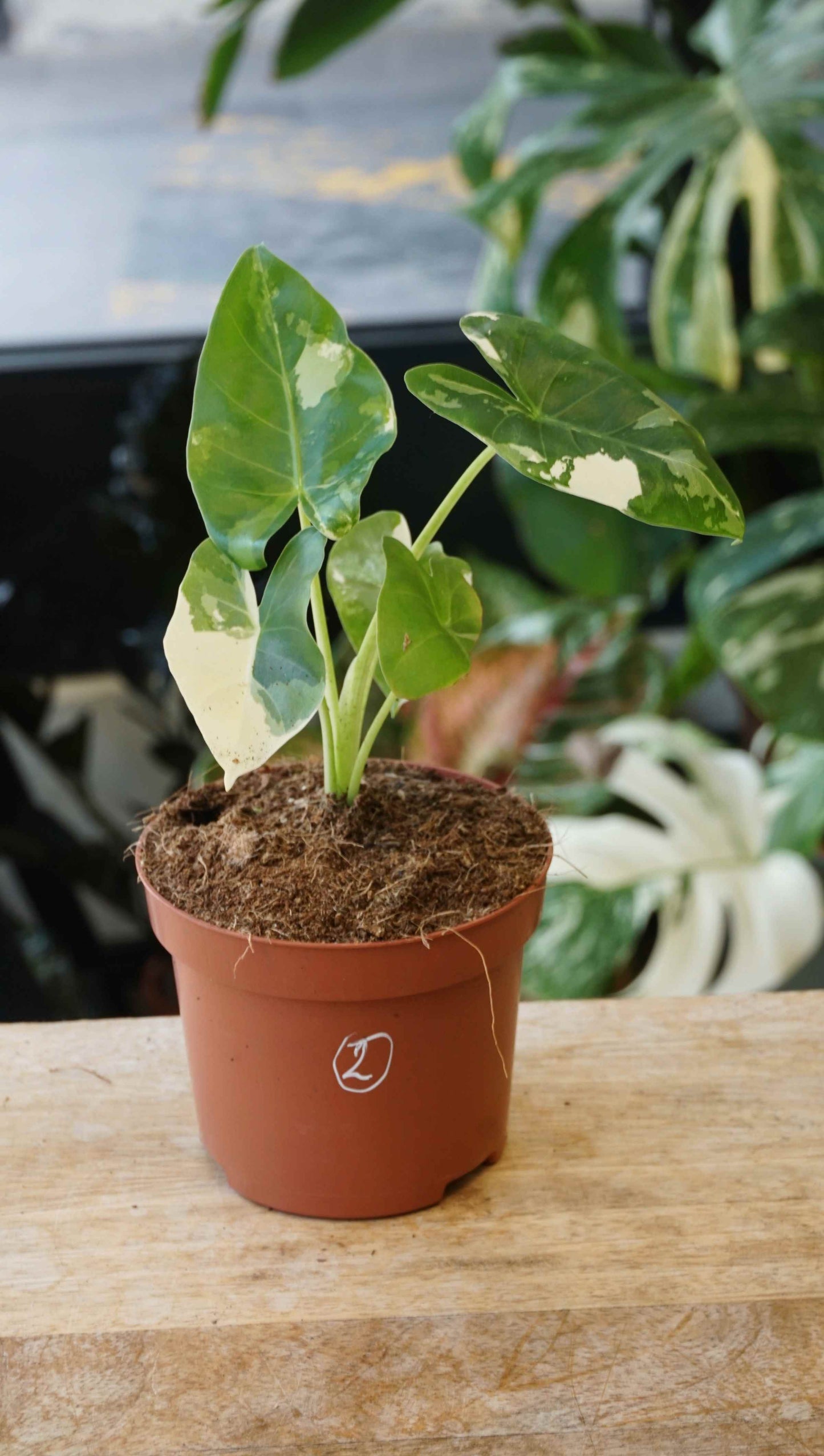 Alocasia Macrorrhiza Albo Variegata studio plantes rares jungle jardinerie strasbourg rare plant shop online pflanzen specimen 2