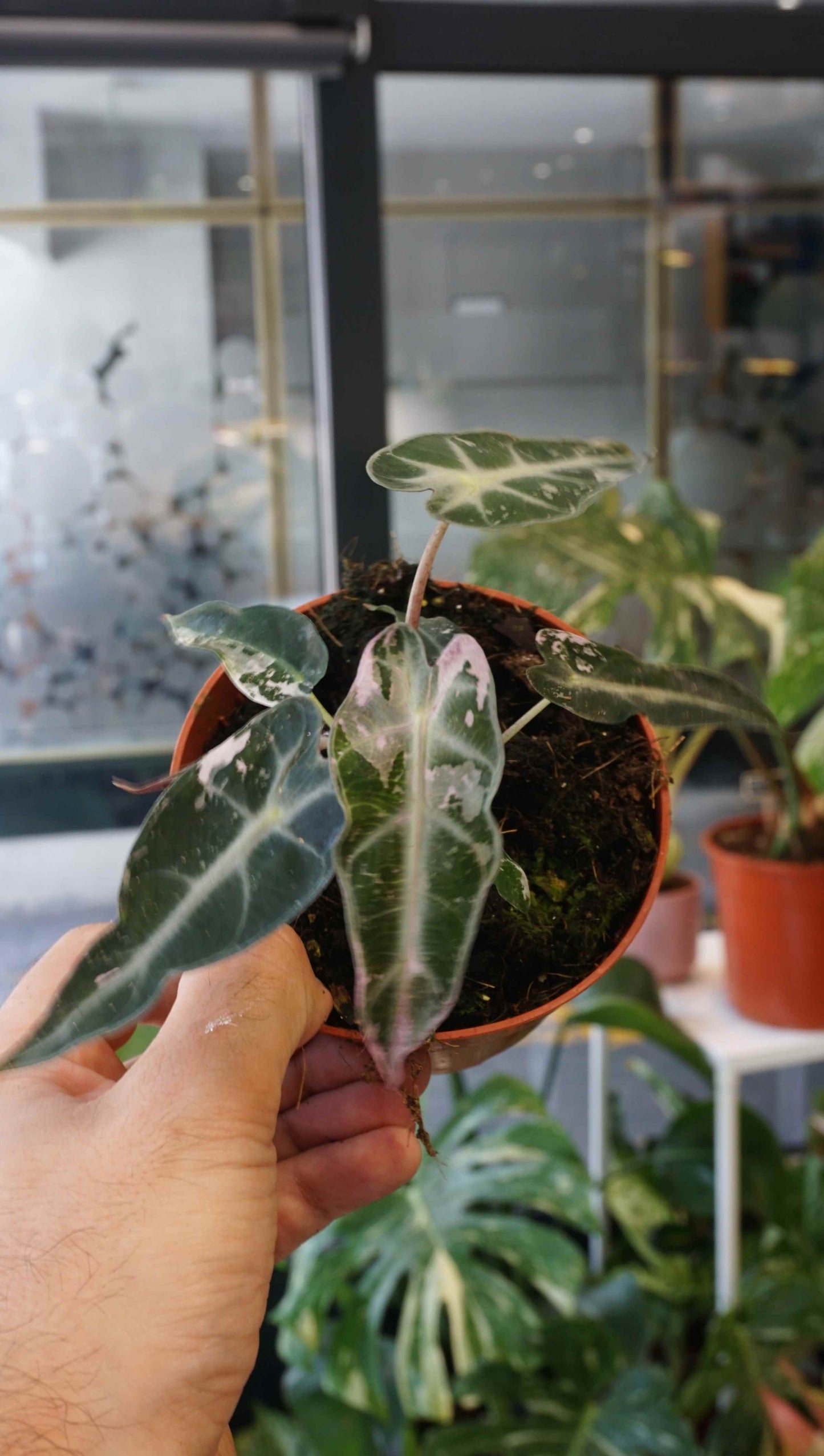 Alocasia Bambino Pink Variegata studio plantes rares jungle jardinerie strasbourg rare plant shop online pflanzen