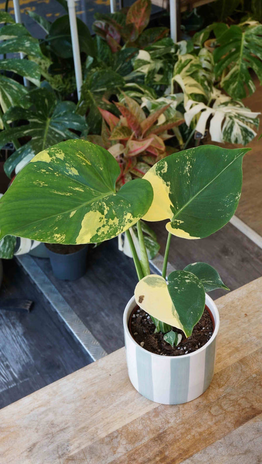 monstera deliciosa aurea studio plantes rares jungle jardinerie strasbourg rare plant shop online pflanzen