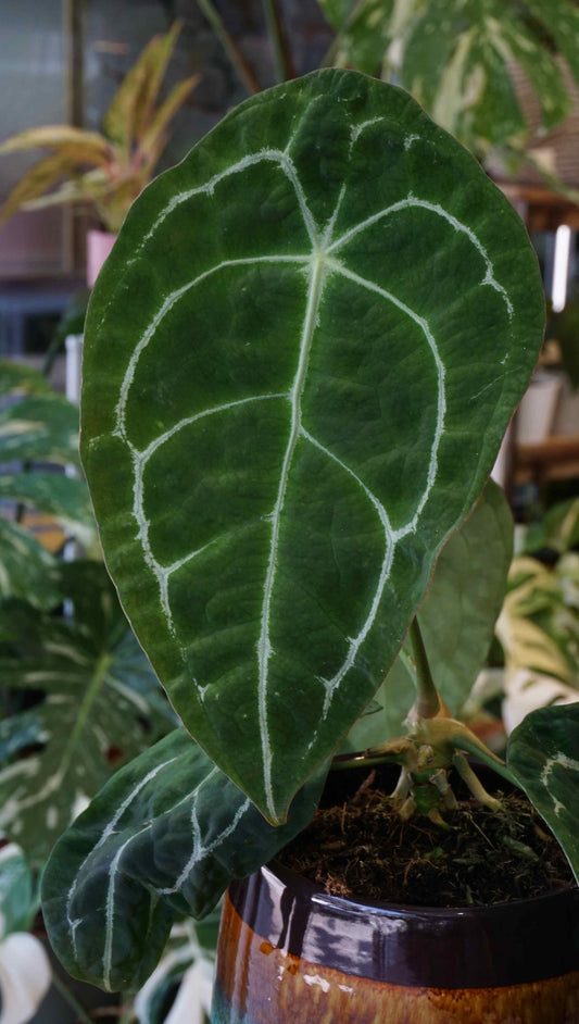 Anthurium Forgetii studio plantes rares jungle jardinerie strasbourg rare plant shop online pflanzen