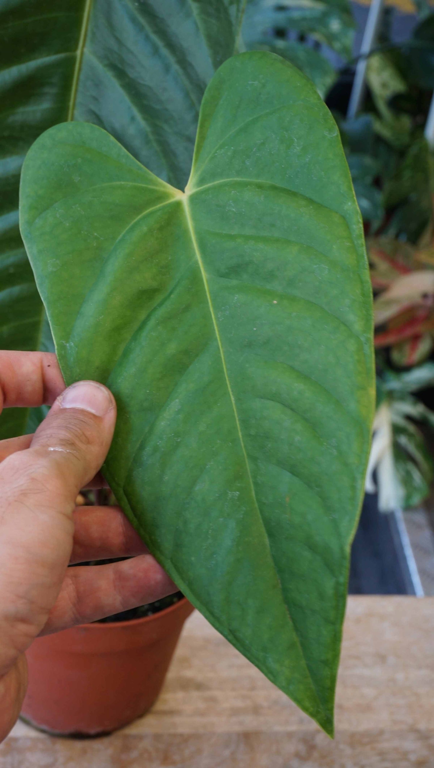 Anthurium Veitchii studio plantes rares jungle jardinerie strasbourg rare plant shop online pflanzen