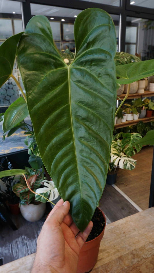 Anthurium Veitchii studio plantes rares jungle jardinerie strasbourg rare plant shop online pflanzen